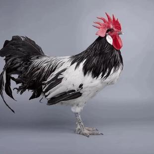 鹊山鸡活苗脱温苗七彩神仙脱温白芦花鸡半斤鸡山鸡活体五彩鱼宠物