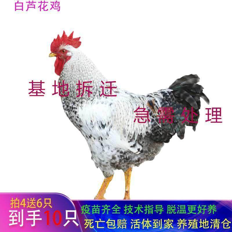 【高产绿壳蛋】白芦花鸡苗现货散养芦花鸡便宜稻花鸡彩凤活鸡宠物,宠物/宠物食品及用品,宠物鸡,淘宝优惠券,粉丝福利购,淘宝优惠卷