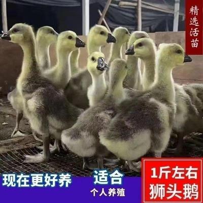 正宗一斤大种灰鹅鹅苗马岗鹅活苗脱温小鹅灰色大雁鹅产蛋包活到家