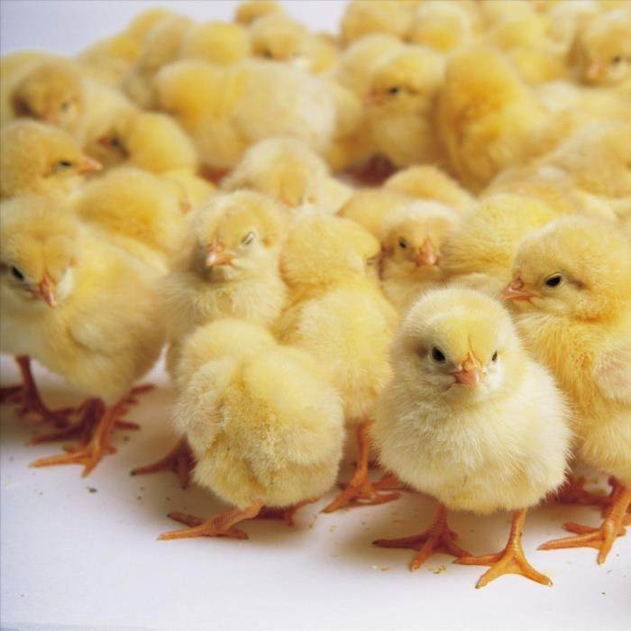 小鸡活苗五黑鸡苗土鸡苗三黄鸡苗九斤红麻鸡仙居鸡苗红瑶鸡苗宠物,宠物/宠物食品及用品,宠物鸡,淘宝优惠券,粉丝福利购,淘宝优惠卷