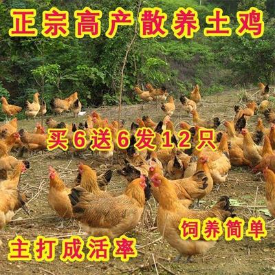 活体家养小鸡半斤鸡产蛋王土鸡青脚鸡大品种鸡产蛋王鸡下蛋母鸡