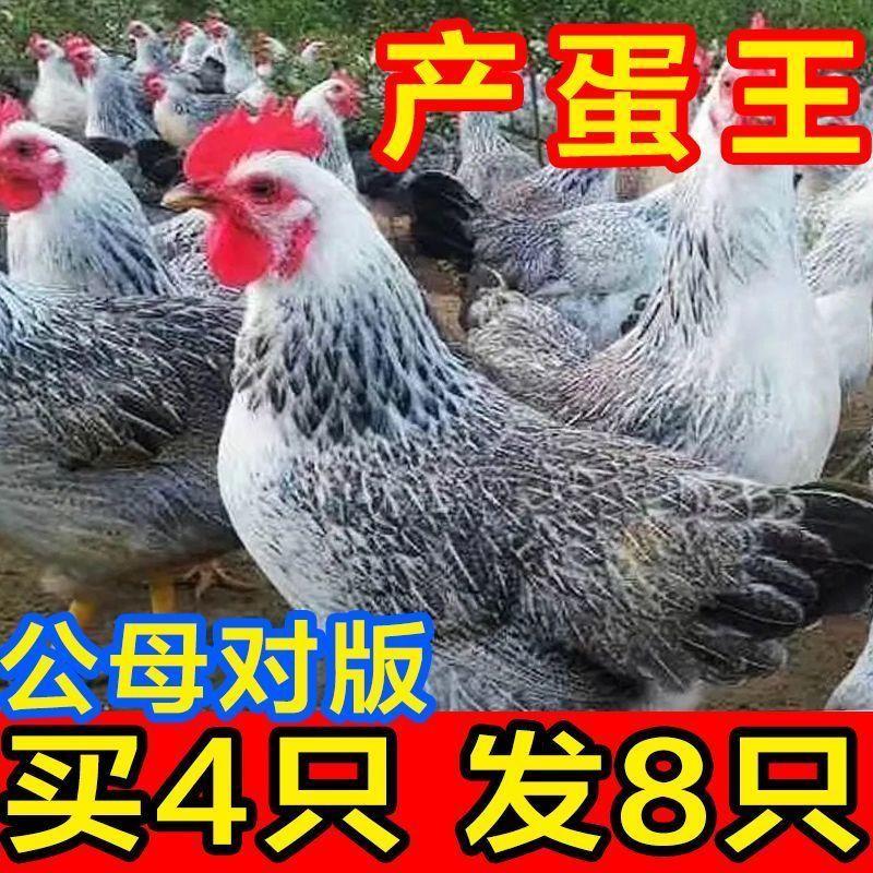 【全部包活】正宗芦花鸡下蛋王绿壳蛋鸡散养土鸡小笨鸡活鸡包邮