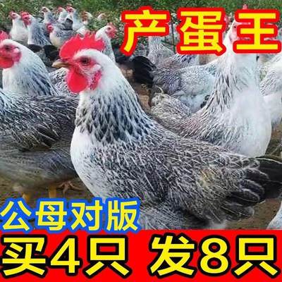 【全部包活】正宗芦花鸡下蛋王绿壳蛋鸡散养土鸡小笨鸡活鸡包邮