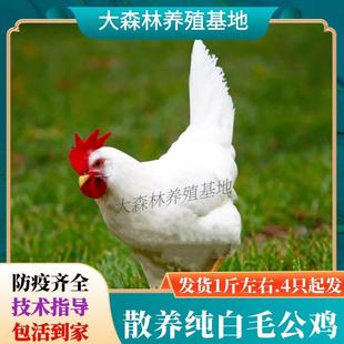 一斤白公鸡活苗纯白毛公鸡药引子鸡活体白羽鸡苗土鸡宠物鸡活宠物