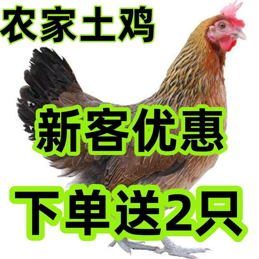 正宗半斤土鸡活体小鸡仔活的脱温笨鸡母鸡草鸡蛋鸡麻羽鸡包活宠物,宠物/宠物食品及用品,宠物鸡,淘宝优惠券,粉丝福利购,淘宝优惠卷