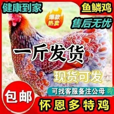 现货一斤左右鱼鳞鸡小脱温鸡家养鱼鳞鸡下蛋鸡绿壳蛋幼苗包邮