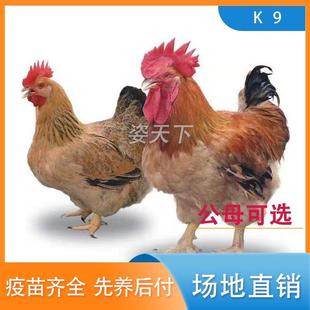 正宗K9半斤鸡苗优质大型农家鸡土鸡苗散养清远麻鸡好养蛋活的宠物