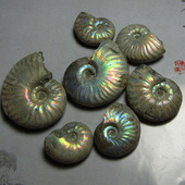 马达加斯加海洋古生物斑彩螺化石标本手把件未打磨原矿古彩螺 包邮