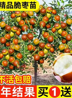 新疆和田大枣特大枣树苗当年结果