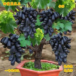 夏黑无籽葡萄蓝宝石葡萄树阳台巨峰茉莉香葡萄苗树当年结果苗