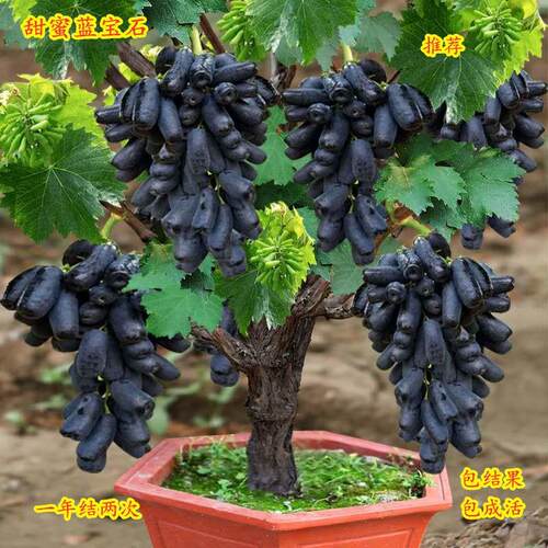 夏黑无籽葡萄蓝宝石葡萄树