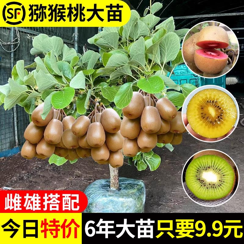 嫁接猕猴桃苗红心徐香软枣