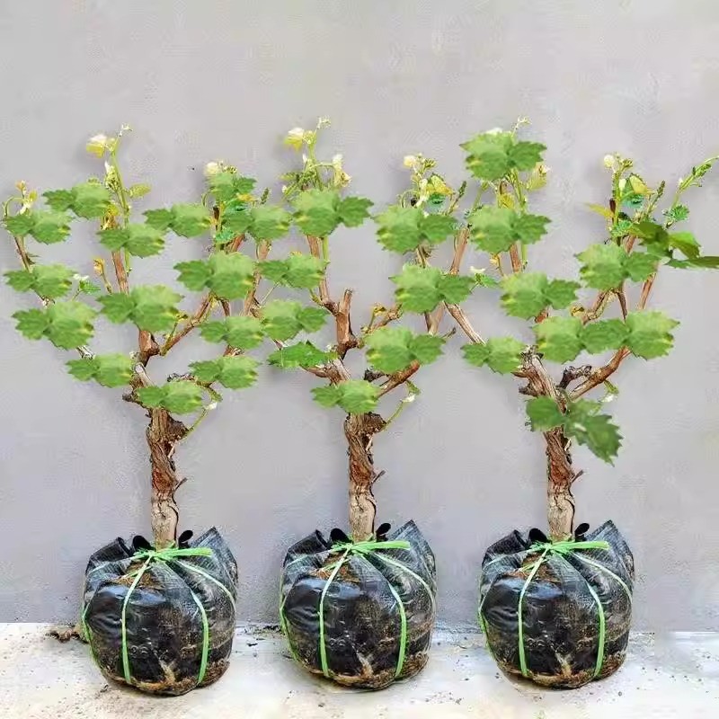 阳光玫瑰葡萄树苗盆栽包成活带土果树苗南北方种植葡萄