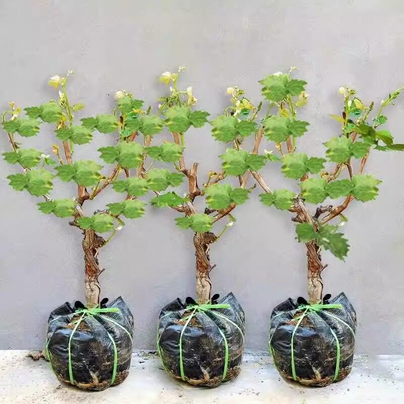 葡萄树矮化苖阳光玫瑰盆栽地栽图片