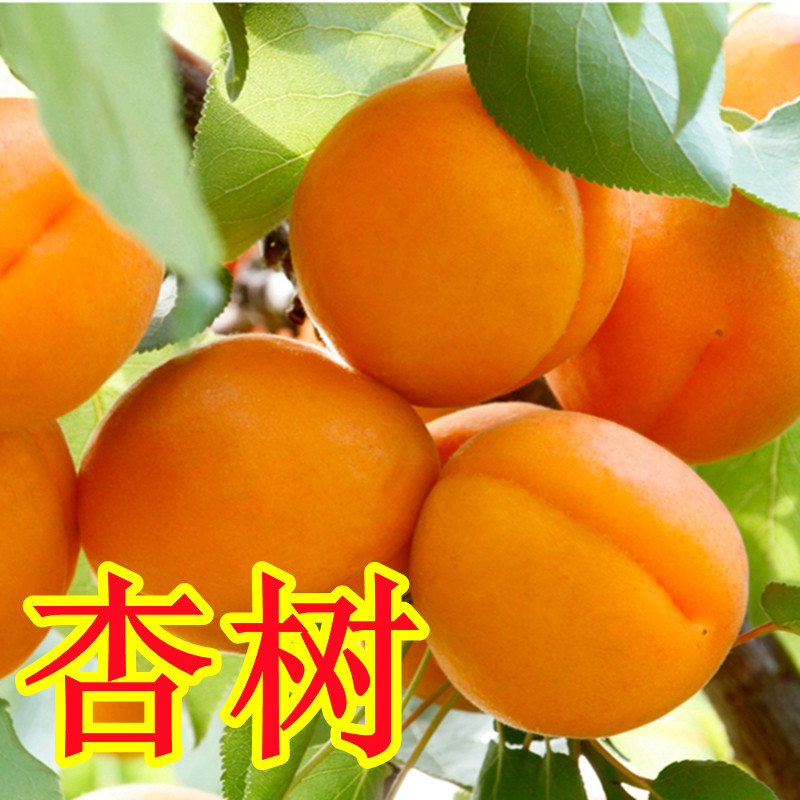 杏树果苗特大帝王杏子苗南方北方种植盆栽地栽庭院果树苗当年结果