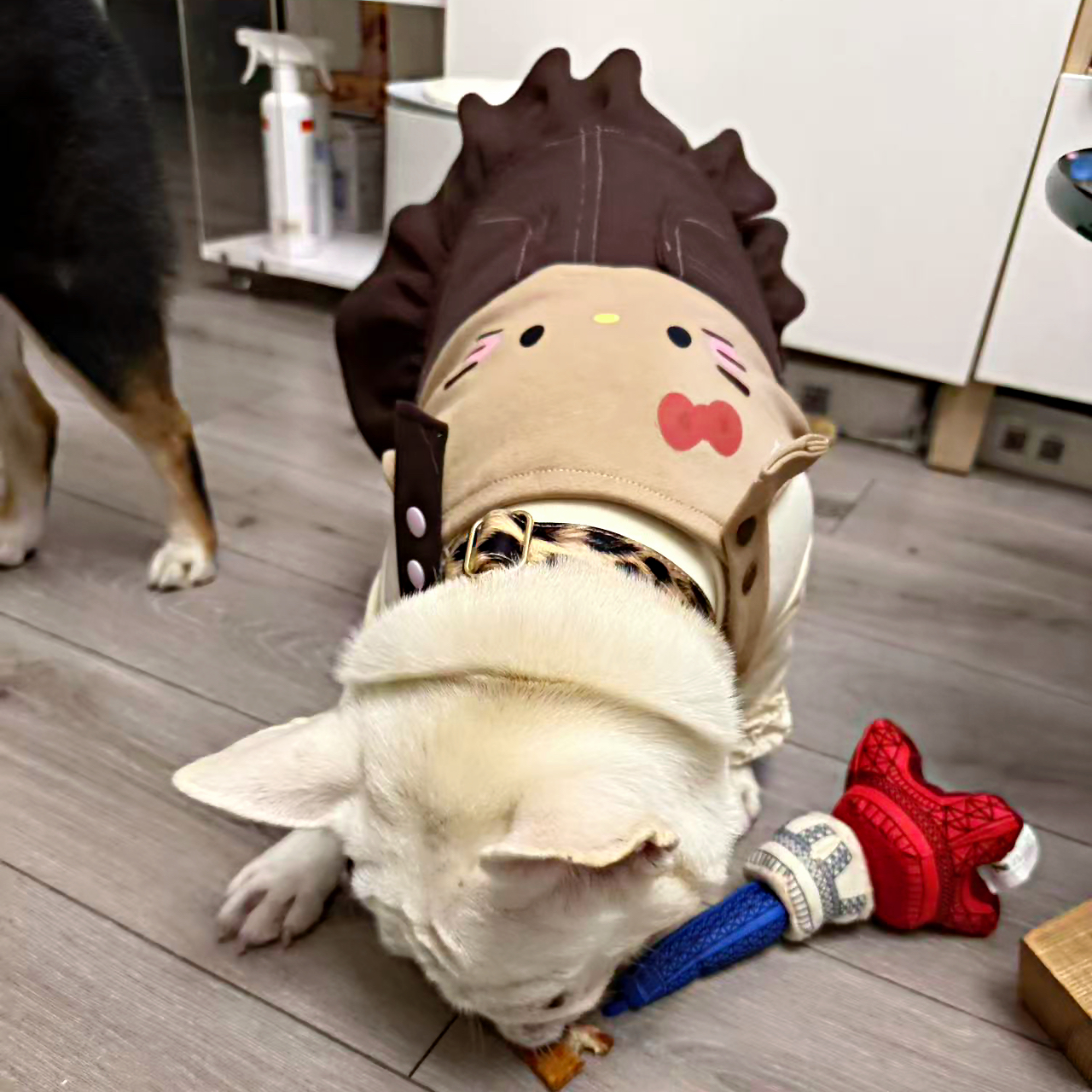 [复古kitty背带裙四脚衣]  FB小众原创自制法斗狗狗衣服恶霸春秋