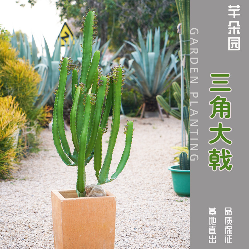 三角大戟科仙人柱仙人掌大型沙漠植物造型好看造景优品