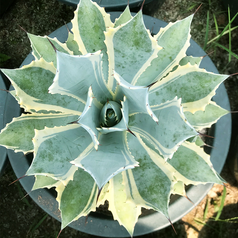 丰雷神龙舌兰植物盆栽稀有超大型风雷神锦多肉 沙漠景观工程植物