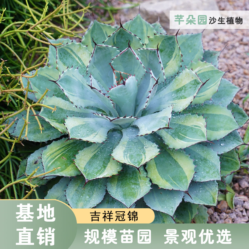 吉祥冠锦龙舌兰 一生只开一次花 蓝色系 盆栽甲蟹怒雷神锦 仁王冠