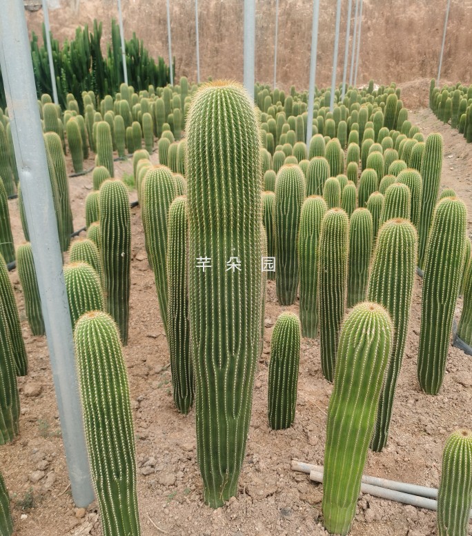 大凤龙仙人柱主景树植物大型仙人掌北欧风带侧芽耐旱净化空气