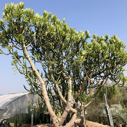 霸王鞭植物大型仙人柱无刺仙人柱植物大棵超大庭院造景布景绿植