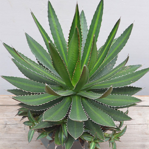 青黛蓝龙舌兰植物大型造景多肉