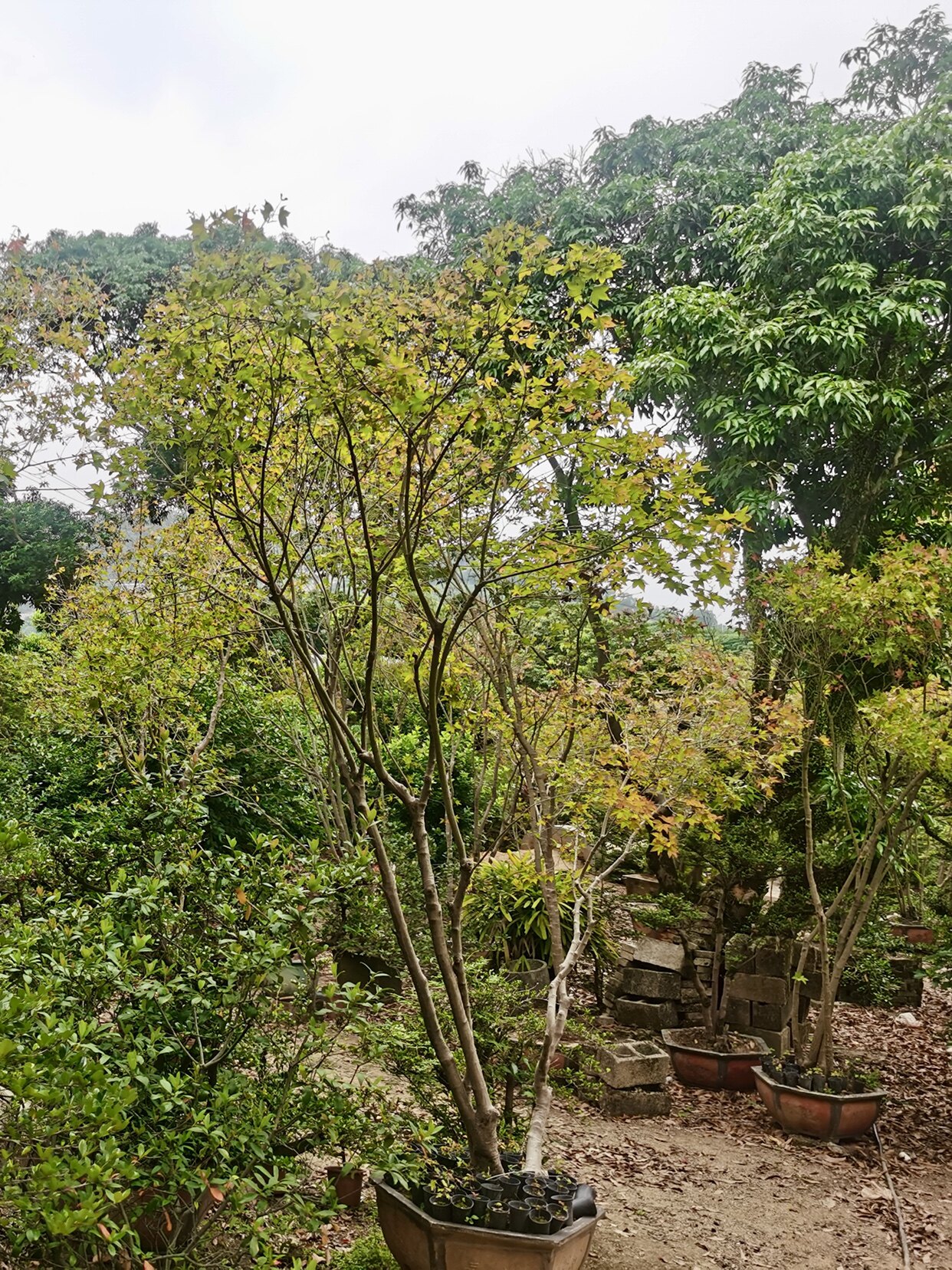 红枫树绿植芊朵园庭院别墅造景