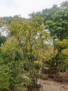 红枫树绿植芊朵园庭院别墅造景