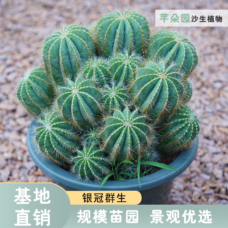 造景芊朵园金冠银冠多头群生沙漠图片