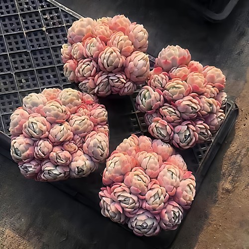 【奶油香水贝瑞】带香味 带原盆原土室内外好养盆栽云南基地直发