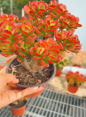 【摇钱树】红叶玉树带原盆原土室内室外盆栽地栽皆可云南基地直发