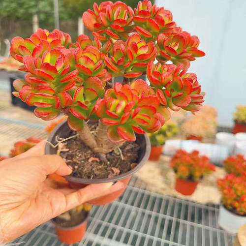 【摇钱树】红叶玉树带原盆原土室内室外盆栽地栽皆可云南基地直发