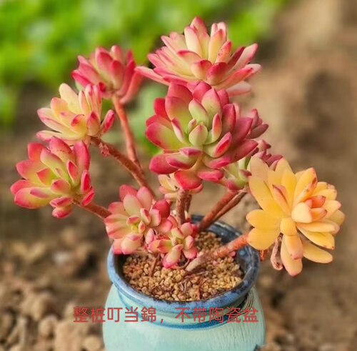 【全场多肉满9.9包邮】【整桩叮当锦】新手好养基地直发云南