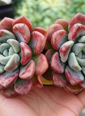 【花斑鹿买一送一】带原盆原土阳台盆栽新手好养基地直发云南