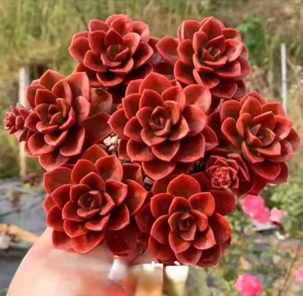 【红酒巧克力】带原盆原土新手好养活盆栽云南基地直发,鲜花速递/花卉仿真/绿植园艺,多肉植物,淘宝优惠券,粉丝福利购,淘宝优惠卷