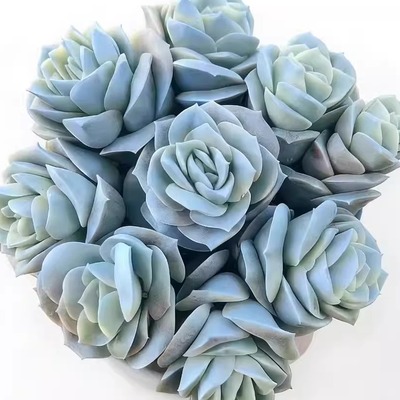 【蓝色妖姬】带原盆原土发货室内外好养四季好养盆栽云南基地直发