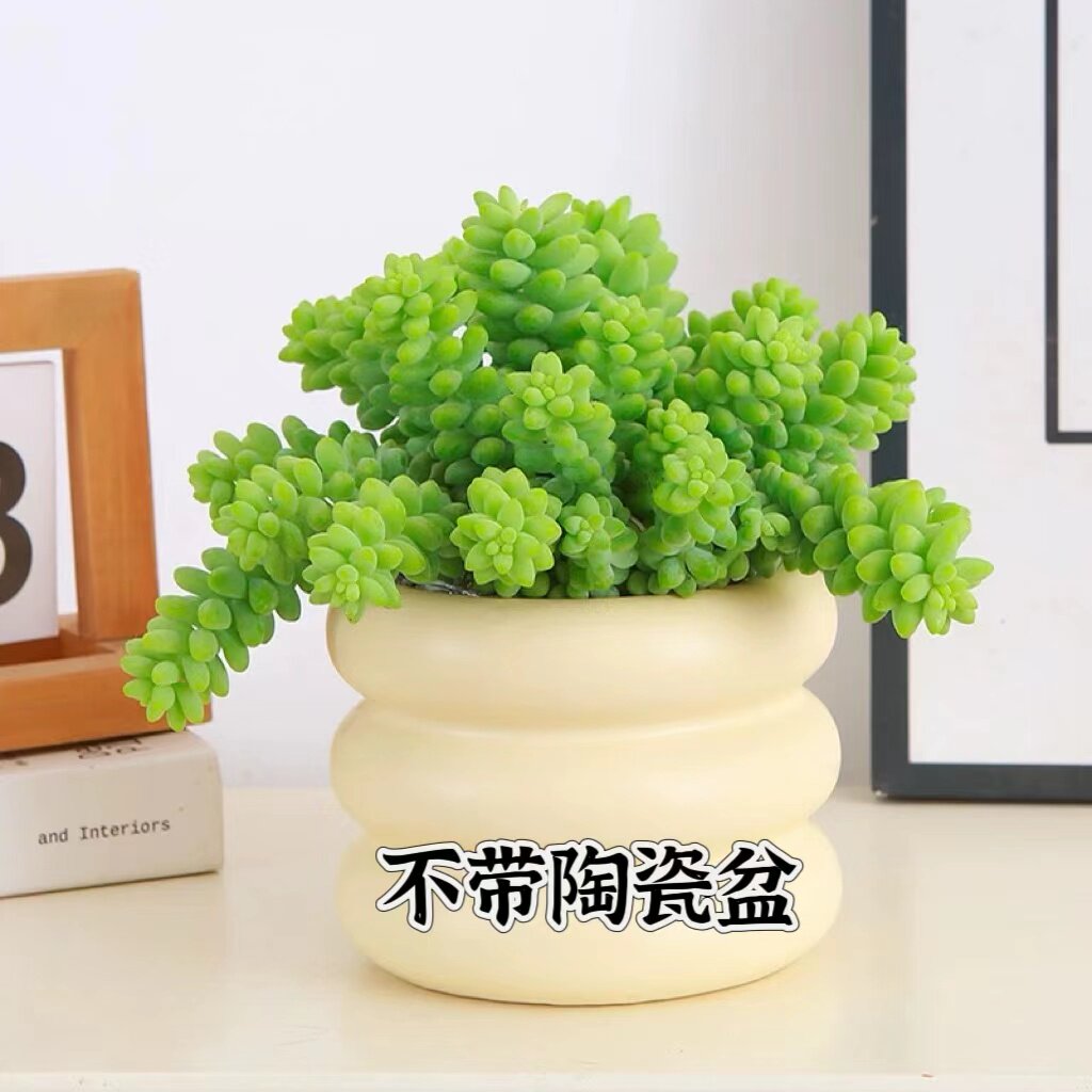 七彩玉坠/彩虹玉坠 云南老桩多肉造型悬崖桩 室内好养 适合新手