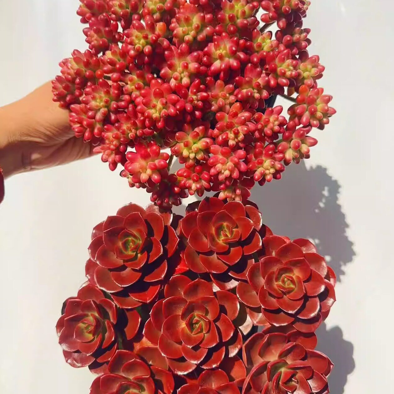 【转运珠+巧克力玫瑰】带原盆原土室内阳台盆栽好养云南基地直发,鲜花速递/花卉仿真/绿植园艺,多肉植物,淘宝优惠券,粉丝福利购,淘宝优惠卷