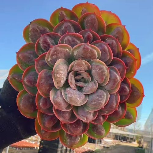 【大单头精品雨滴】带原盆原土阳台盆栽新手好养基地直发