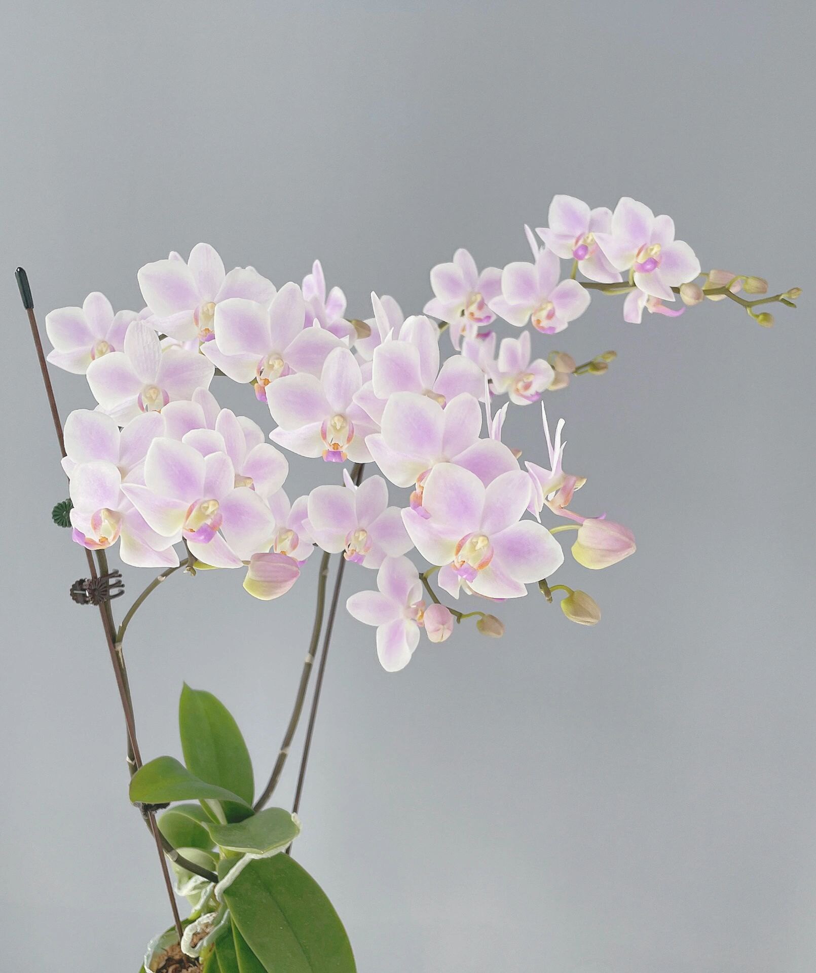 粉色残雪蝴蝶兰2.8寸杯带花剑耐热型夏花品种小花型花卉包对版