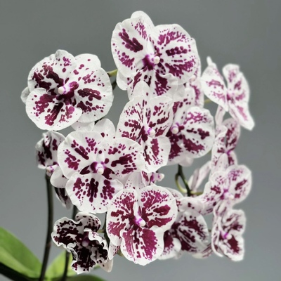 黑白独角兽蝴蝶兰3.0寸不带花箭室内绿植花卉对版洋兰