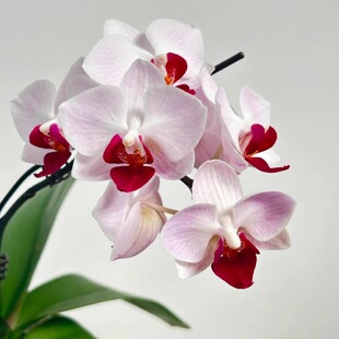 貂蝉第一名蝴蝶兰3.0寸杯带花箭苗中小花型对版洋兰花卉