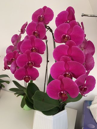 大辣椒蝴蝶兰花卉苗3.5寸杯带花箭未开花对版品种特性裂叶不赔