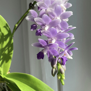 蓝星蝴蝶兰2.8寸杯台湾苗不带花箭原厂花牌夏花品种正品洋兰爆根