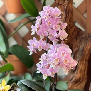 椎名樱兰蝴蝶兰2.8寸杯开花株带花箭花卉苗小花型带香味对版洋兰