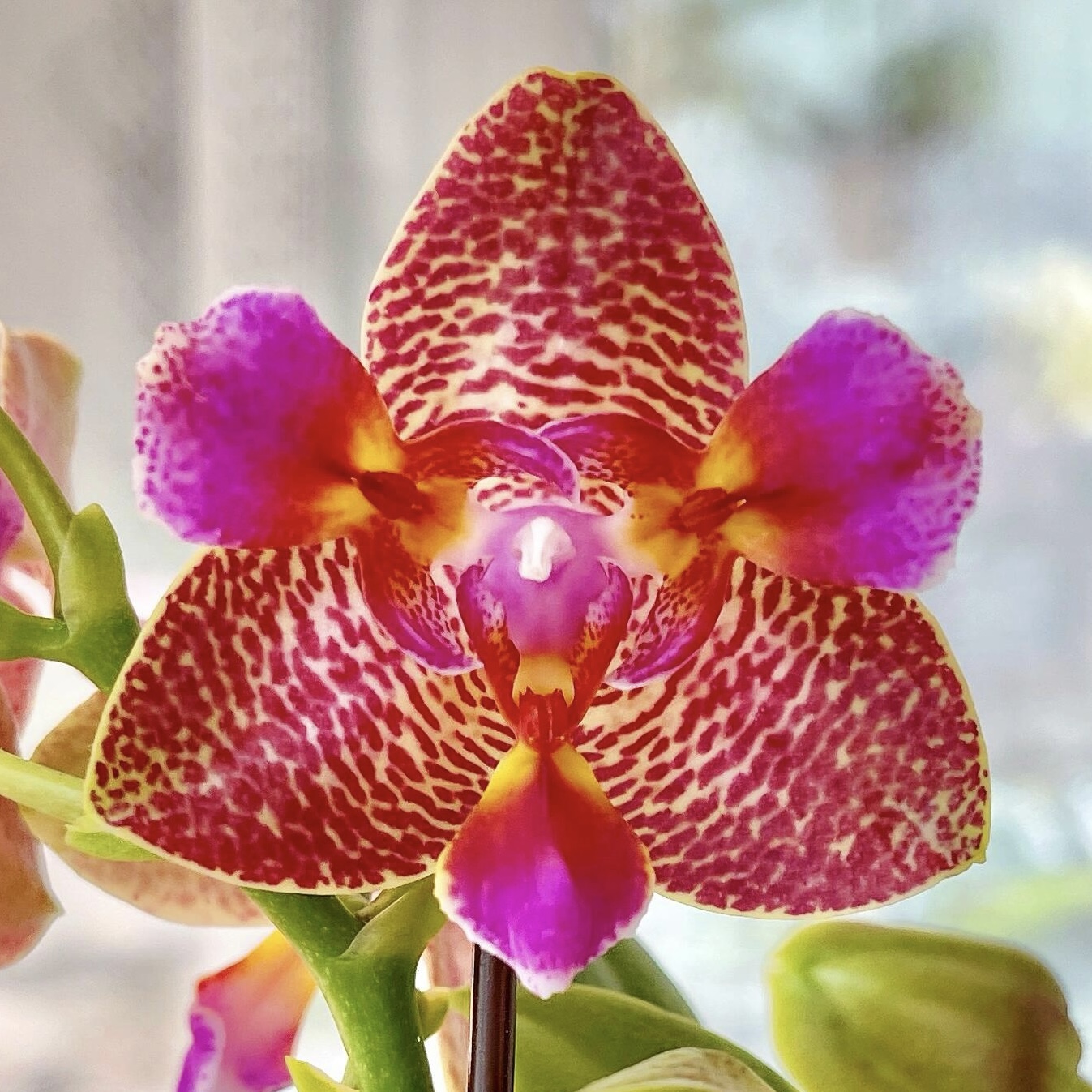 快乐童话三唇瓣原生种趣味蝴蝶兰苗带花香品种有花箭30天开花盆栽
