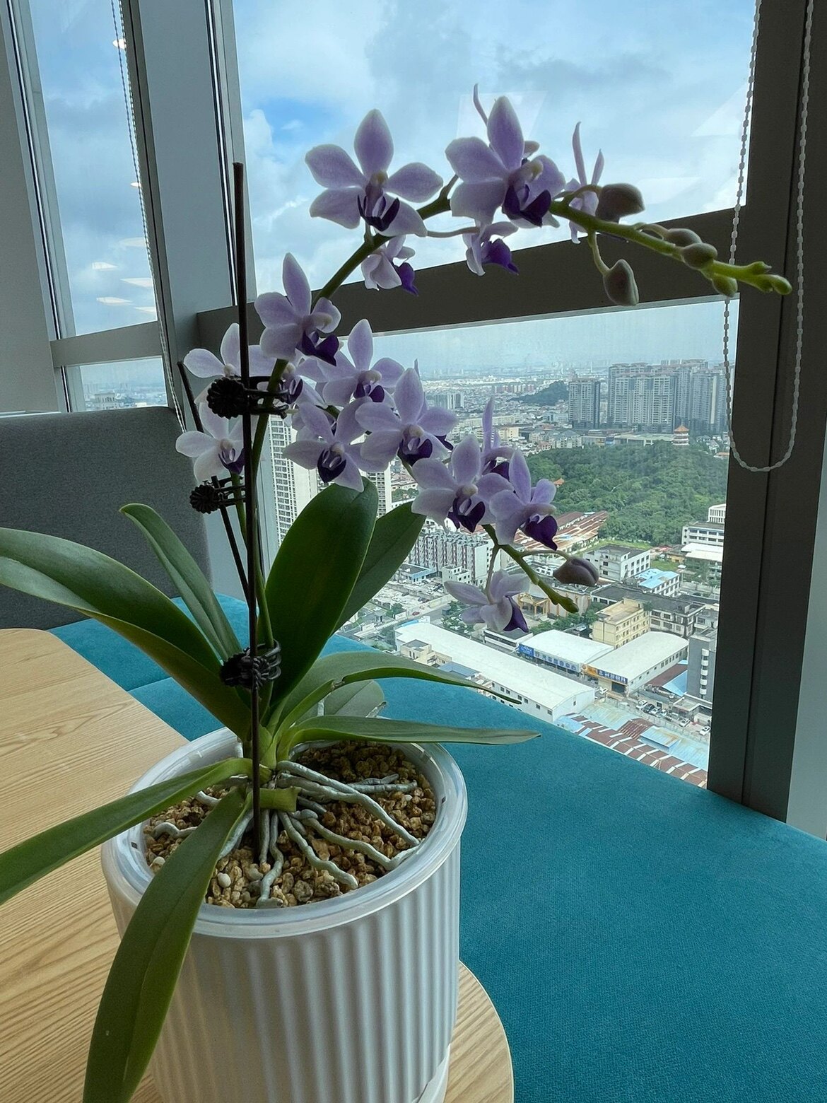 蝴蝶兰小茴紫紫式部客厅阳台室内花卉绿植盆栽基地直发包对版