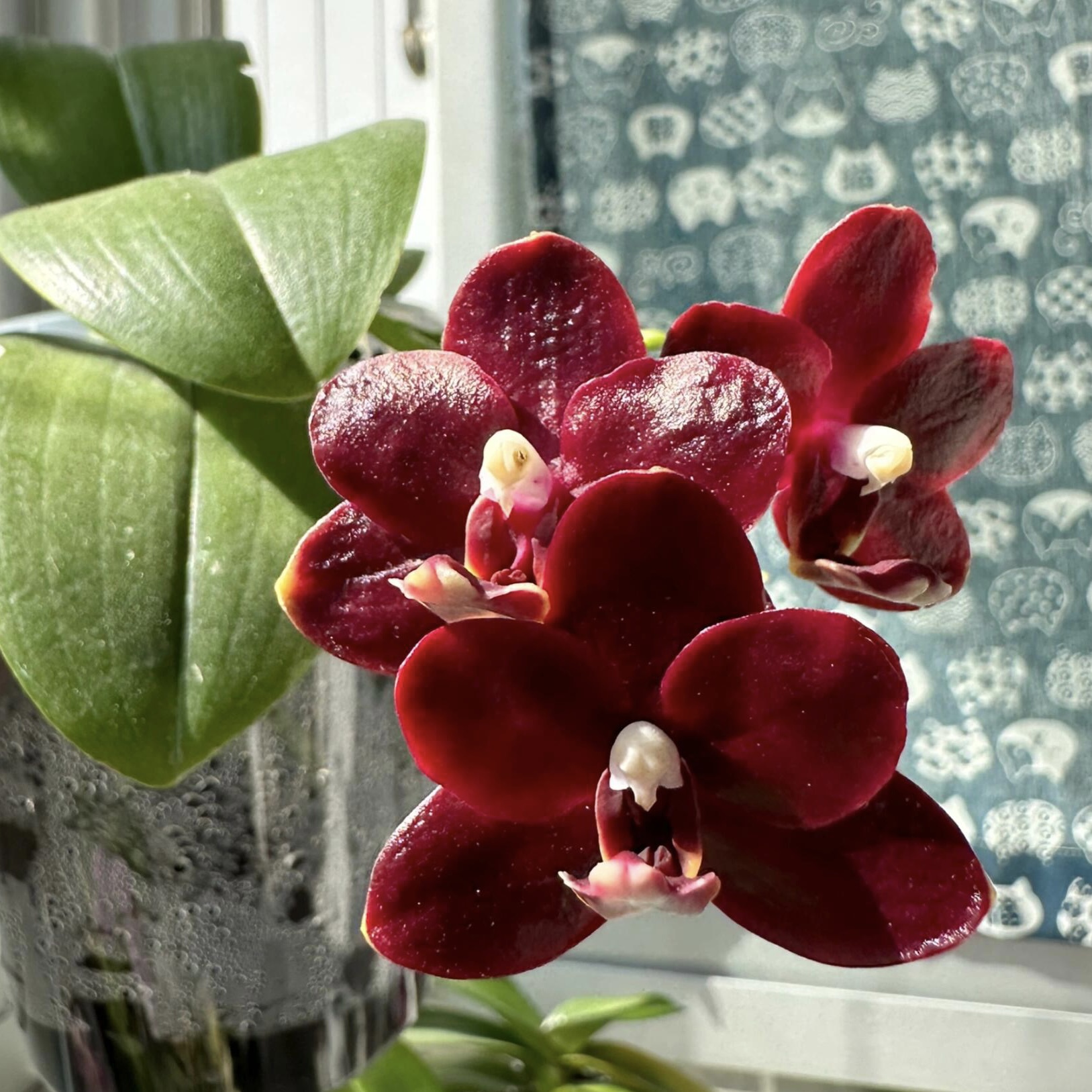 QX1659夏目黑莓蝴蝶兰2.8寸杯带花箭苗对版洋兰花卉低温请拍保温