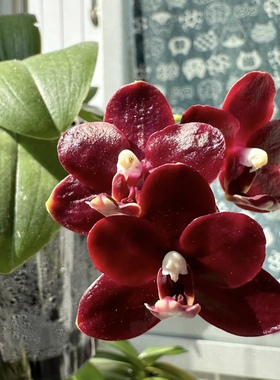 QX1659夏目黑莓蝴蝶兰2.8寸杯带双花箭苗对版洋兰任意3棵送保温