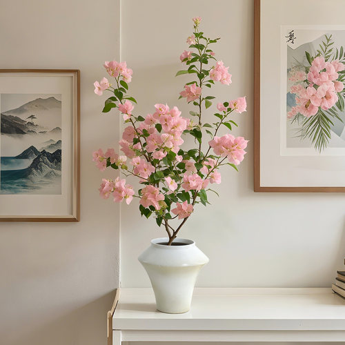 重磅三角梅盆栽带花老桩绿樱好养